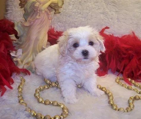 Maltipoo Puppy is a Poodle-mix between a Maltese and Toy Poodle. Very easily Trained
