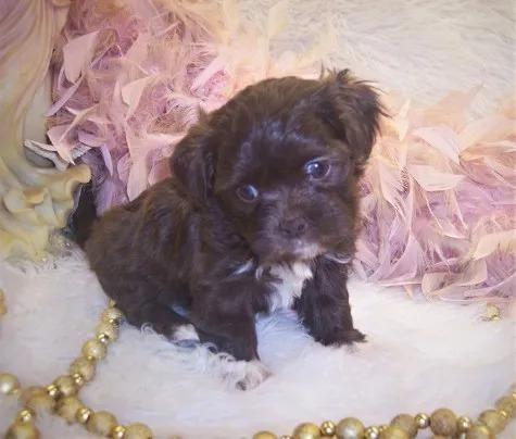 Shih poo puppy is a Poodle-mix puppy. Good for Allergies and Hypoallergenic. Loving and ve