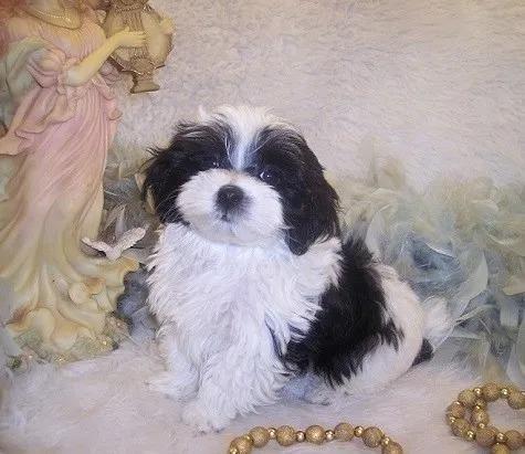 Shihpoo puppy is a Poodle-mixed Breed Puppy between a Shih-tzu and an AKC Toy Poodle