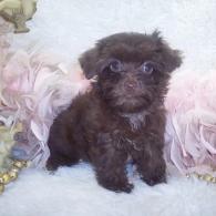 chocolate yorkie poo puppy for sale