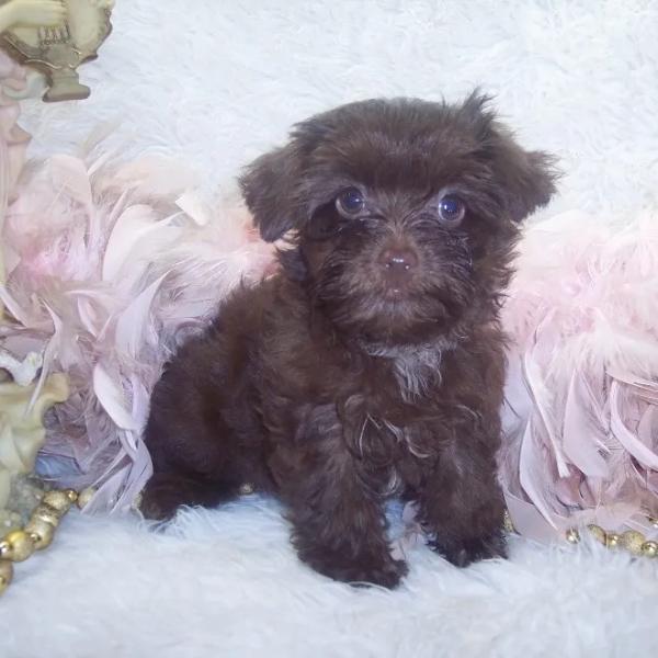 Sweet Chocolate Yorkie poo puppies waiting to be born.