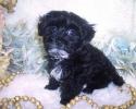 Yorkiepoo is Sold with a deposit. Wil have more chocolate Yorkiepoo in the Future.