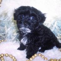 Yorkiepoo puppy Yorkipoo