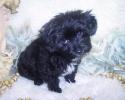 More Chocolate Yorkiepoo in near future, for more info call 601-886-7381 Thank you, Mileen :-)