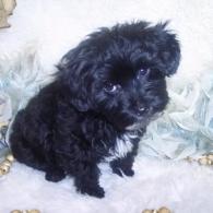 Yorkiepoo puppy SOLD