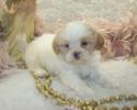 Female Apricot Parti Shihpoo puppy SOLD. Gone to live in Brandon, Ms. All of our puppies have 2 sets of shots and wormed up to date, checked by our Vet Dr Beth at Animal Health in Monticello, Ms. You may call Mileen at 601-886-7381.