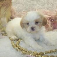 Apricot Parti' Shih poo puppy