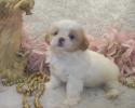 Female Apricot Parti' Shih poo Puppy for sale