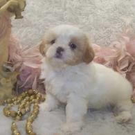 Apricot Parti' Shih poo puppy