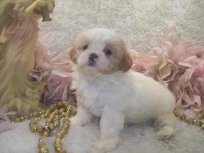 Female Apricot Shihpoo puppy for sale 