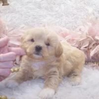  shihpoo, shih poo puppies,poodle-mix in Mississippi