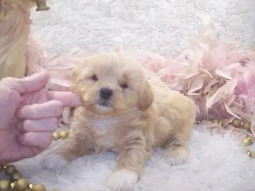  shihpoo, shih poo puppies,poodle-mix in Mississippi