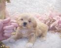 Sweet male Toy Apricot Parti' Shih poo puppy has white socks and a white Bib. Gone to live in Monroe, Louisiana. All our puppies will be Up to Date with shots and worming and examined by our vet before they leave.
Call or Text Mileen at 601-886-7381