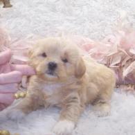 Toy Apricot Shih poo Puppy for sale