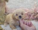 Male Apricot Parti' Shih poo Puppy for $1000.