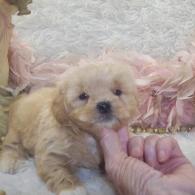 Apricot Parti' Shih poo puppy