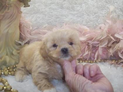 Male Apricot Shih poo puppy for sale 