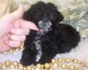 Black male Yorkiepoo with white chest and Go Tee $900