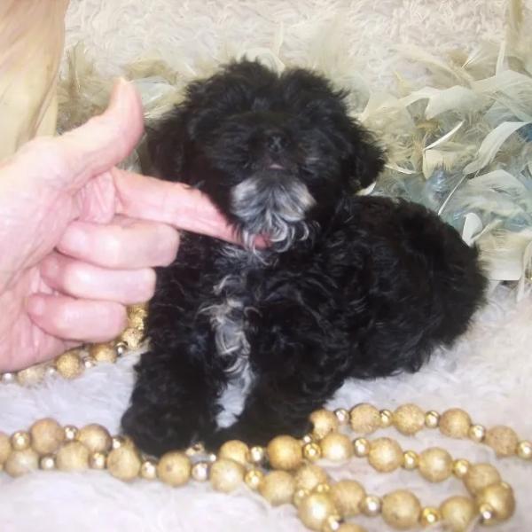 Black male Yorkiepoo with white chest and Go Tee $900