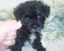 Black Yorkiepoo puppy for sale with a White chest and Go Tea