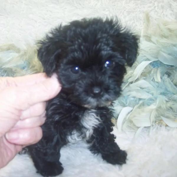 Black Yorkiepoo puppy for sale with a White chest and Go Tea