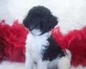 Shorkie Poo puppy SOLD, 
will be going to a new home on December 19. She was my Pick of the litter. 