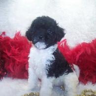 Female Shorkie Poo puppy