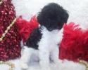 This Shorkie Poo puppy is a true delight. Pretty as a Princess with her tail curled over her back. She is SOLD.