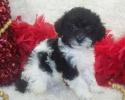 Shorkie poo puppy SOLD, Thank you JC, Your little Shorkie Poo puppy is a delightful little girl will be 8-10 lbs grown.