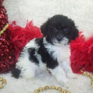 Shorkie poo puppy for sale, Shorkiepoo, Poodle mix puppy 