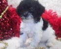 Shorkie poo puppy with a Teddy Bear look is SOLD Going to be very happy with JC and family for Christmas.
