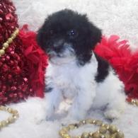 SOLD Shorkie Poo puppy