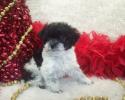 Female Shorkie poo puppy