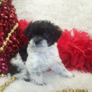 Shorkie poo puppy for sale, Shorkiepoo, Poodle mix puppy 