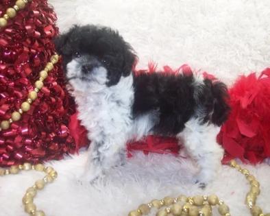 Shorkie poo,Shorkie poo for sale,shorkiepoo puppies, shorkie poo puppies for sale in ms,mississippi, jackson,ms, near me, al,alabama, la,louisiana,  