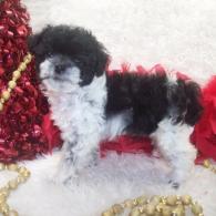 Female Shorkie poo puppy