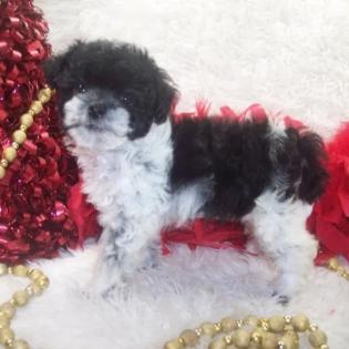 Shorkie poo,Shorkie poo for sale,shorkiepoo puppies, shorkie poo puppies for sale in ms,mississippi, jackson,ms, near me, al,alabama, la,louisiana,  