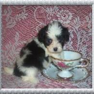 Maltipoo Puppies Teacup Maltipoo Puppies For Sale