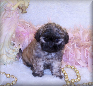 shih poo puppies for sale