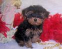 Teacup Chocolate Yorkie Poo puppies waiting to be born.