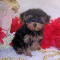 Teacup Yorkie Poo puppies